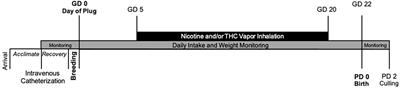 A Model of Combined Exposure to Nicotine and Tetrahydrocannabinol via Electronic Cigarettes in Pregnant Rats